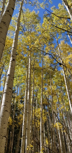 quaking aspen