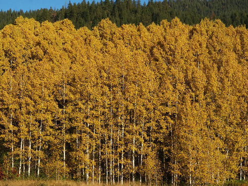 quaking aspen