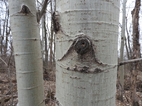 quaking aspen