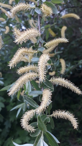 white willow