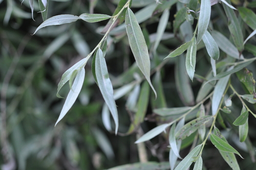white willow