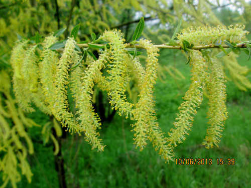 white willow