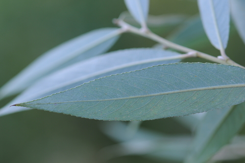 white willow