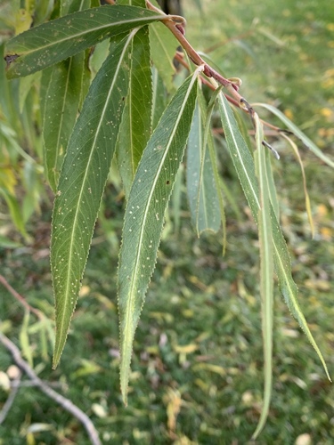 white willow