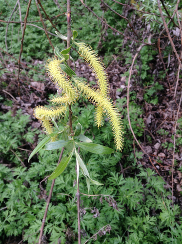 white willow