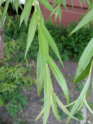 white willow