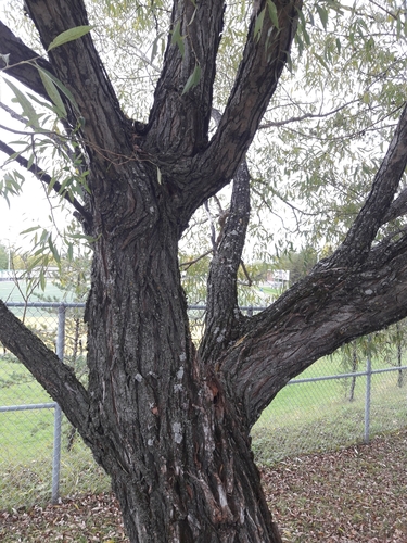 white willow