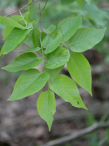 common hackberry