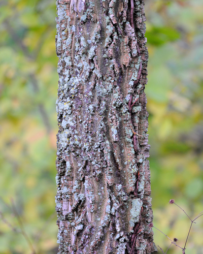 common hackberry