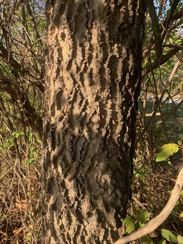 common hackberry
