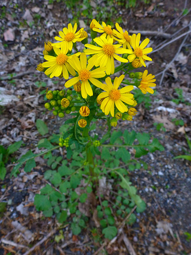 Butterweed