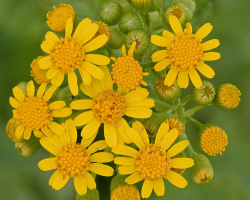 Butterweed