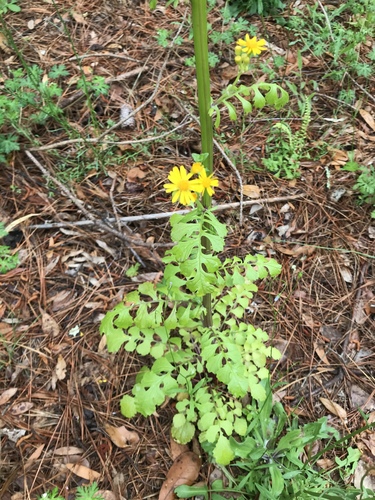 Butterweed