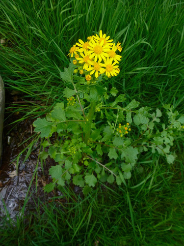 Butterweed