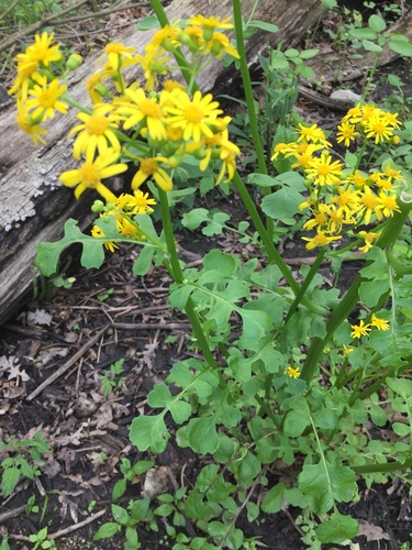 Butterweed