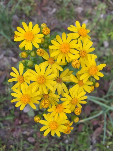 Butterweed