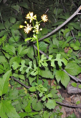 Butterweed