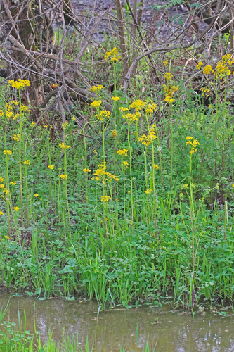 Butterweed