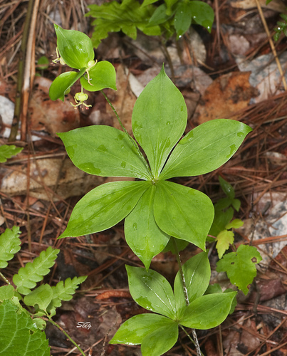 Cucumber Root