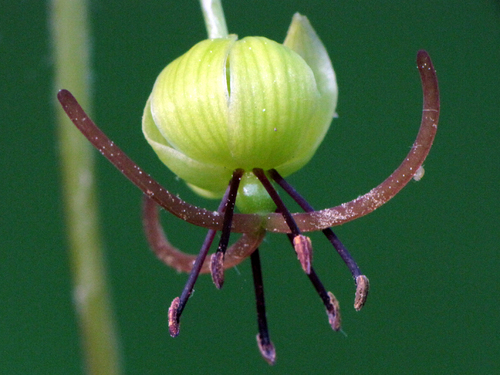 Cucumber Root
