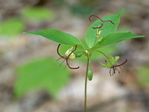 Cucumber Root