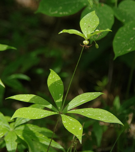 Cucumber Root