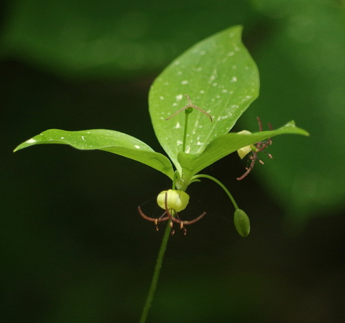 Cucumber Root