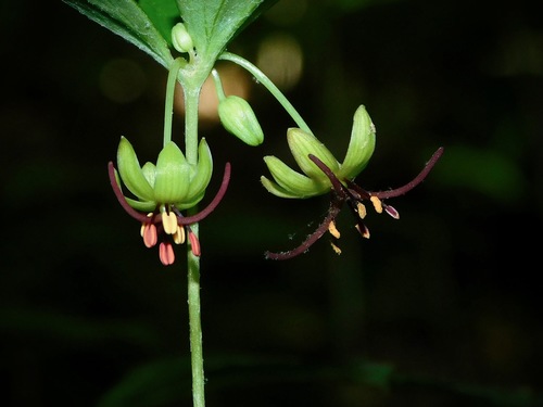 Cucumber Root