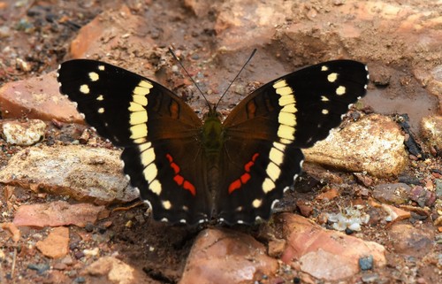 Banded Peacock