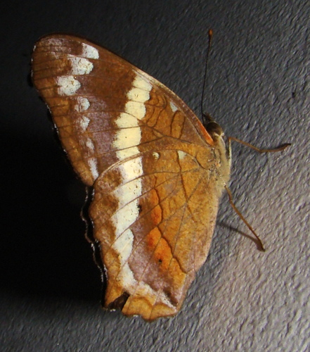 Banded Peacock