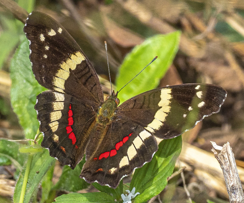 Banded Peacock