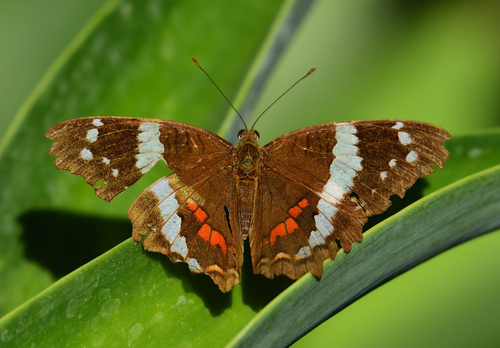 Banded Peacock