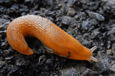 Dusky Slugs