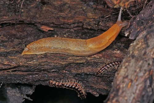 Dusky Slugs