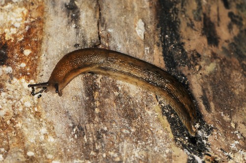 Dusky Slugs