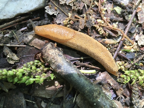 Dusky Slugs