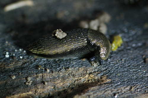 hortensis-group Arion Slugs