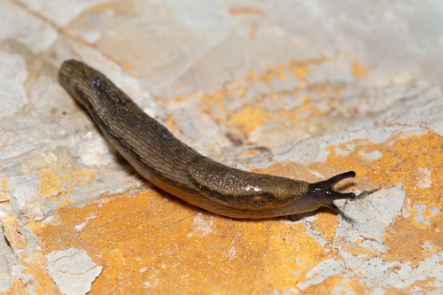 hortensis-group Arion Slugs