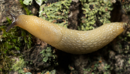 hortensis-group Arion Slugs