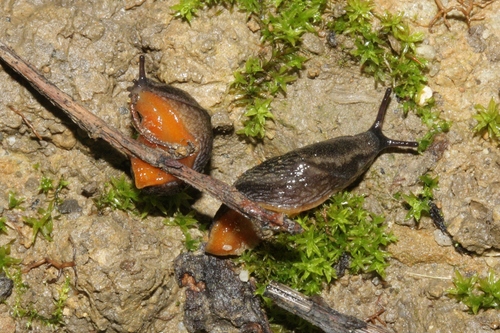 hortensis-group Arion Slugs