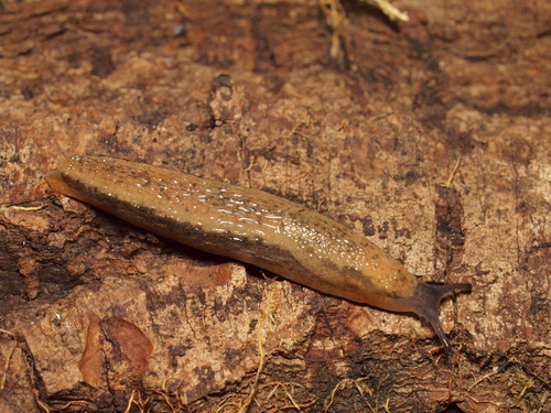 hortensis-group Arion Slugs