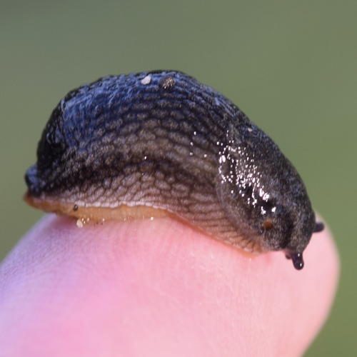 hortensis-group Arion Slugs