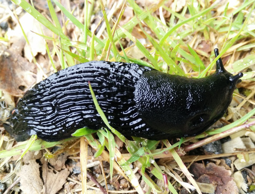 ater-group Arion Slugs