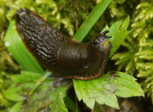 ater-group Arion Slugs