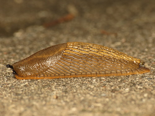 ater-group Arion Slugs