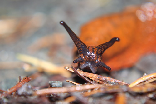 ater-group Arion Slugs