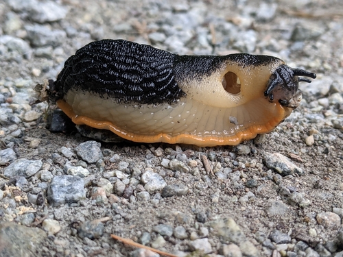 ater-group Arion Slugs