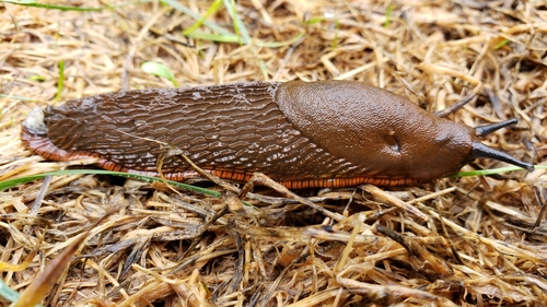 ater-group Arion Slugs