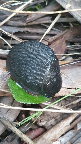 ater-group Arion Slugs