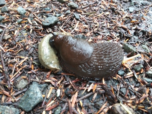 ater-group Arion Slugs